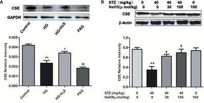 Exogenous Hydrogen Sulfide Ameliorates Diabetic Myocardial Fibrosis by Inhibiting Cell Aging Through SIRT6/AMPK Autophagy